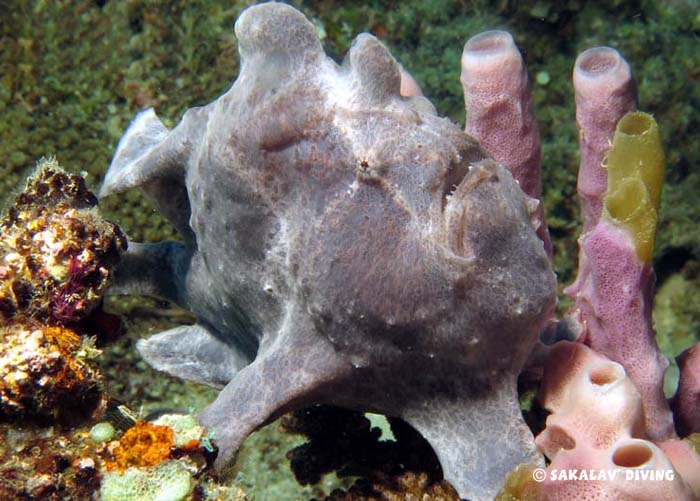 photo diving macro in Nosy Be